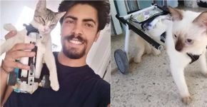 Jovem constrói próteses para animais com deficiência