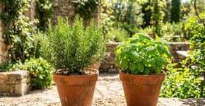 O alecrim resiste a quase tudo, mas é melhor não plantá-lo perto dessa planta comum brasileira: veja onde colocar no jardim e como usar