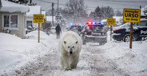 Repare no sinal de alerta que o urso polar obeso dá ao caminhar pela tundra e o perigo que isso traz para quem mora em nosso planeta