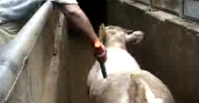 Vídeo: a dor e agonia das vacas no momento em que são levadas para o abate