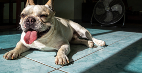 Você deve deixar o ar condicionado ligado para seus animais de estimação?