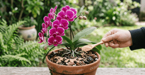 Polvilhe duas colheres de chá. A orquídea irá reviver e liberar novas flores.