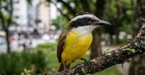 Se você ouvir bem-te-vis cantando na janela ou no parque durante a manhã, nós lhe contamos o que isso significa e por que é um bom sinal