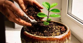 A técnica ideal para o seu vaso que nutre as raízes, prepara a terra e estimula a floração
