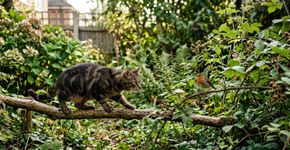 Março-abril: não deixe seu gato sair, essa temporada de “carnificina invisível” está devastando jardins