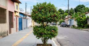Essa árvore é perfeita para jardins pequenos, produz muitos frutos, não quebra a calçada e faz sombra