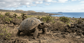 Extintas há mais de 150 anos, 158 tartarugas-gigantes finalmente retornam a Floreana, no maior marco de restauração ecológica das Ilhas Galápagos