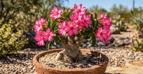 Dicas importantes para famílias que cultivam rosa do deserto em casa