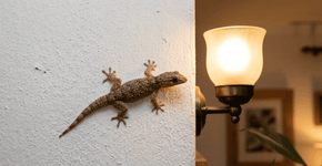 O calanguinho de parede que era o terror das crianças nas casas de vó e que hoje acaba com as aranhas e formigas da sua sala todos os dias