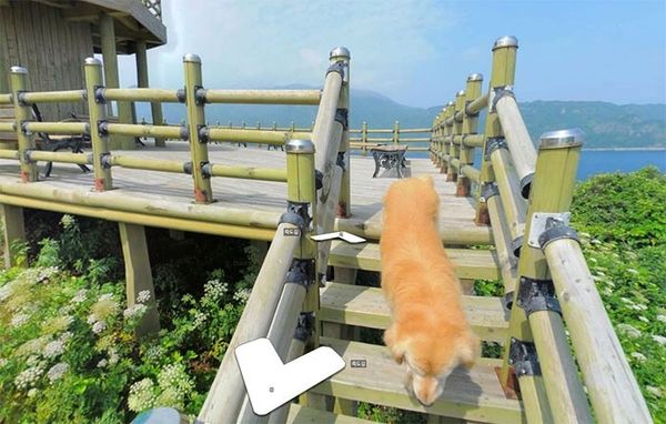 Cachorro segue carro do Google Street View e resulta em álbum pra lá de fofo
