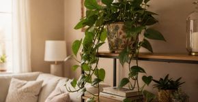 O truque do Feng Shui para atrair dinheiro usando apenas uma planta na sala