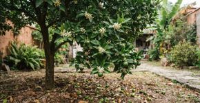 O pé de mexerica floresce, mas perde parte das pequenas frutas: este cuidado merece atenção