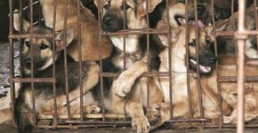 Foto: (World Dog Alliance)