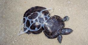 Tartaruga deformada por plástico no mar vira mascote de campanha de conscientização
