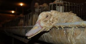 Blumenau se torna a terceira cidade do Brasil a proibir a produção do foie gras