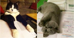 15 gatinhos charmosos que interromperam os estudos de seus donos
