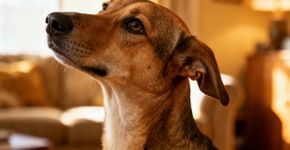O que significa a inclinação de cabeça em cães? O segredo da leitura emocional