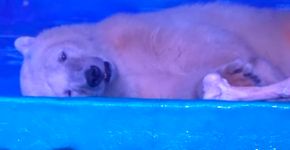 Shopping mantém urso polar preso para clientes tirarem fotos