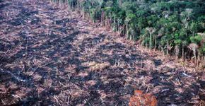 Ajude a criar a primeira agência de fact checking da Amazônia