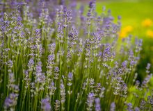 Featured side: Lavanda ajuda a relaxar? Conheça 7 benefícios da planta para a saúde
