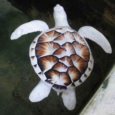 A característica ausência completa ou parcial o pigmento na pele, unhas, cabelos e olhos resultam muitas vezes em belezas exóticas (Imagem: Reprodução/Buzz Feed)