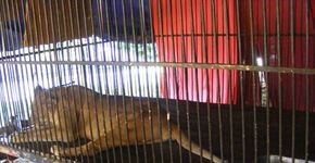 Goiás é o 11º estado brasileiro a proibir circos com animais