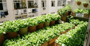 Alfaces resistentes e fáceis de plantar, ideais para quem não quer muito trabalho, garantem folhas frescas por meses com poucos cuidados