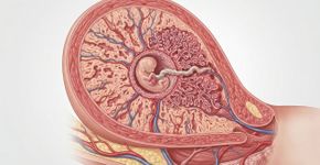 A gravidez é muito mais intensa do que parece: o bebê desenvolve a placenta, disputa recursos e desafia o sistema imunológico da mãe