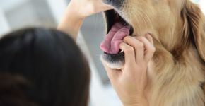Animal engasgado: o que fazer nessa situação?