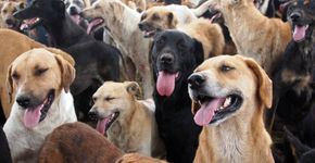 Carrefour ajuda mais de 450 abrigos de animais após caso Manchinha