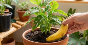 Não jogue a casca de banana inteira no vaso: o jeito certo de transformá-la em adubo para estimular o crescimento e a floração