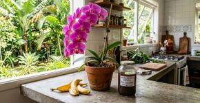 Suas orquídeas vão florir como nunca se você usar esse ingrediente culinário na rega uma vez por mês