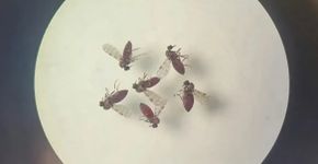 Foto: (Agência Brasil/Bruna Lais Sena do Nascimento/Laboratório de Entomologia Médica/SEARB/IEC)