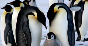 Estudo diz que pinguins-imperadores não são pais ‘tão perfeitos’