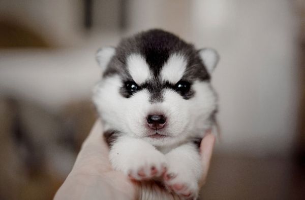Fotógrafa registra cães da raça husky siberiano