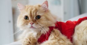 Turma da Mônica: 8 nomes para gatos inspirados nos personagens