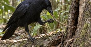 Corvos da Nova Caledônia dobram gravetos para alcançar alimento escondido, e a sequência de movimentos revela mais do que simples tentativa e erro
