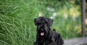 7 raças de cachorro pequenas e pretas 