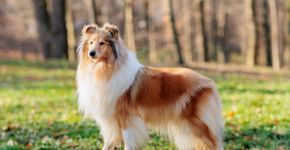 4 características do cachorro da raça rough collie 