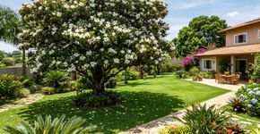 A árvore de flores brancas que virou escolha para áreas de lazer porque perfuma o ambiente, cria sombra agradável e mantém o visual elegante
