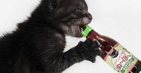 Japoneses lançam vinho (sem álcool) para gatos