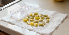 O truque caseiro para plantar um limoeiro em menos de um mês