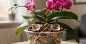 Por que regar as orquídeas com gelo para elas darem flor o ano todo