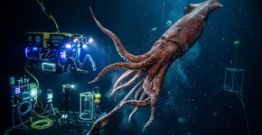 Lula gigante rara encontrada no oeste da Austrália