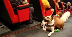 Matilha Cultural pede ajuda para recuperar sua sala de cinema