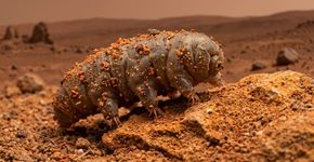 Esses pequenos animais foram considerados os verdadeiros ‘guardiões da galáxia’, em uma história que combina biologia extrema e proteção planetária