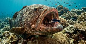O estranho acordo do recife que faz predadores suspenderem a caça enquanto pequenos peixes limpam suas bocas