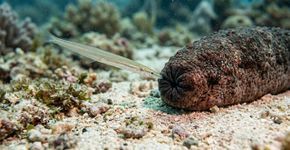 Este peixe espera o pepino do mar “respirar”, entra pelo ânus e passa a morar dentro do corpo do hospedeiro