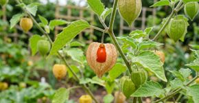A fruta que parece uma pequena lanterna nasce em uma planta que chama atenção pelo formato