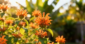 Planta de dois metros produz néctar o ano todo e vira refúgio para beija-flores
